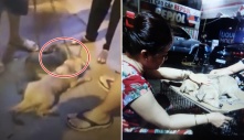 Chứng kiến cảnh 2 chú chó bị kéo lê chảy máu trên đường, dân SG lo bao đồng và cái kết: “Không thể đứng yên nhìn”