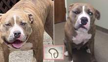Để cứu chủ nhân, chú chó Pitbull dũng cảm đánh nhau với rắn độc: “Cái kết thật thương cảm”