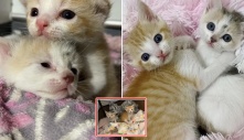 Hai chú mèo đáng thương bị bỏ rơi, được tìm thấy ở bãi đậu xe và cái kết: “Cuộc đời sang trang mới”