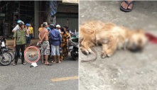 Lỡ tè vào chân thanh niên bên đường, chú chó bị đánh đến mức ra đi tại chỗ: “Thật quá dã man”