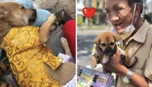 Mặc dù theo chủ vất vả mưu sinh, chó cưng vẫn được cưng chiều không khác gì con ruột: “Quần áo lụa là, như 1 công chúa”