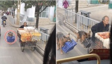 Xúc động hình ảnh 2 chú chó trung thành, lếch thếch tha rổ hoa quả phía sau người chủ nghèo: “Dù khốn khó nhưng có nhau là đủ rồi!”