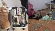 Giận Sen đi công tác không dắt theo, chú chó Corgi quyết tâm lập mưu trả thù
