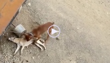 Video: Chó nâu cố lay bạn dậy trong tuyệt vọng, diễn biến tiếp theo cười chảy nước mắt