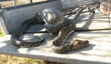 Attempting to eаt a hedgehog, a giant 50-foot python does not anticipate that it will be its last meal (Video)