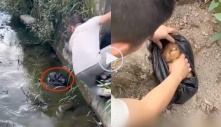 Video: Vớt túi ni lông ở dưới mương nước lên thì phát hiện chú chó nhỏ bên trong