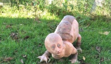 Fact Check: Farmers in India are said to have found a four-legged reptile with a human head