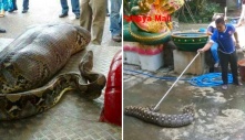 Giant python eats 8 puppies, vomits 3