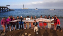 Incredible! Found the world’s longest fish washed up on the coast in Southern California