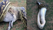 The giant python swallows the pony before the mother's helplessness (Video)