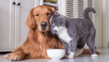 Chỉ là động vật, vậy vì sao nhiều người Châu Âu yêu chó mèo đến mức làm mọi thứ vì chúng?