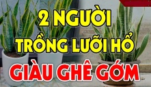 Ai thuộc 2 tuổi này trồng cây lưỡi hổ như ' Cá Chép hóa Rồng': Kinh doanh đắc tài, chẳng thiếu tiền xài