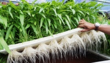 Vì sao rau muống lại bị cấm như cần sa ở Mỹ?