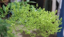 7 loại cây xui xẻo tuyệt đối không trồng trong vườn nhà