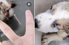 CĐM dậy sóng vì hành động của thanh niên với chú chó nhỏ Corgi: Bỏ vào máy giặt đầy nước đang quay