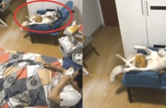 Chó cưng nằm thảnh thơi ăn bánh khiến dân mạng sửng sốt