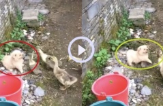 Clip: Chú cún khổ sở vì bị đàn ngỗng con tấn công: Không được quá tam ba bận