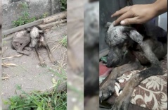 Sự tái sinh kỳ diệu của chú chó bị ngược đãi, nhiễm bệnh và suy dinh dưỡng nghiêm trọng