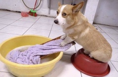 Corgi chân ngắn mông to, vừa đáng yêu vừa hài hước: Giật giải vô địch thú cưng