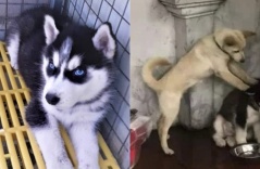 Husky ương không dạy nổi, chủ giận gửi về quê, may qua có đứa dạy dỗ thay mình Husky ương không dạy nổi, chủ giận gửi về quê, may qua có đứa dạy dỗ thay mình