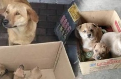 Bắt gặp đàn con từng bị chủ đem bán, cô chó một mực muốn đưa về khiến dân tình cảm động