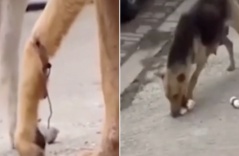 Chó mẹ bị dây thép quấn vào chân, chạy hàng chục km mỗi ngày đi xin thức ăn cho đàn con trong rừng