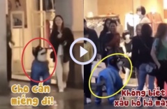 Chú chó bị sen phạt đòn vì chạy theo cô gái xinh đẹp để xin ăn