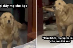 Cô chủ bị bệnh, chú chó có phản ứng khiến dân mạng phì cười: “Lỡ mày nhiễm covid thật rồi lây cho tao thì sao?”