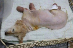 Rơi nước mắt trước chú chó bị ngược đãi tàn nhẫn đến mức phải cắt hết chi vì hoại tử Rơi nước mắt trước chú chó bị ngược đãi tàn nhẫn đến mức phải cắt hết chi vì hoại tử