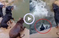 Video: Chó cưng phấn khích đua nhau nhảy cầu để tắm mát