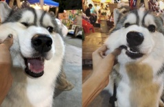 Bán gấu bông ế ẩm, chú chó Husky quyết định cho khách nựng miễn phí nếu mua 1 con gấu
