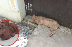 Câu chuyện đầy nước mắt về một chú chó trung thành bị chủ bỏ rơi cách nhẫn tâm