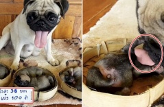 Chó mẹ buồn bã nhìn con lần cuối, khiến người qua đường không khỏi xúc động: “Mong rằng con sẽ được sống tốt”