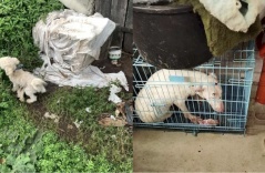 Cuộc sống như địa ngục trong các lò lai chó 'thuần chủng' và cái kết tuyệt vời cho hơn 80 chú khuyển tội nghiệp
