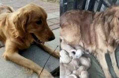 Giúp đỡ bé chó gầy còm trông rất đáng thương, chàng trai được trả ơn bằng món quà quý giá