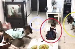 Video: Cô chủ nhỏ ham xem tivi bị chú chó lấy roi bắt học bài
