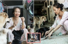 5 năm cưu mang những bé chó bệnh tật, người phụ nữ U60 đã cạn kiệt nước mắt: “Dù không khóc nhưng tim tôi thắt lại khi nhớ về các con đã mất”