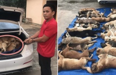 Ám ảnh hình ảnh gần 40 chú chó, nằm sấp lốp trong cốp xe của ông giám đốc: “Lời biện minh không ai chấp nhận được”