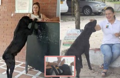 Chú chó bị bỏ rơi tội nghiệp, không ai cho ăn liền nghĩ ra cách để đổi đồ ăn: “Đó là 1 giao dịch đặc biệt”