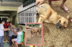 Chú chó cứu gia đình 5 người khỏi đám cháy, bà chủ nhà phải thốt lên: “Xưa giờ tôi thật có lỗi khi đối xử tệ với nó”