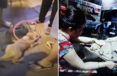 Chứng kiến cảnh 2 chú chó bị kéo lê chảy máu trên đường, dân SG lo bao đồng và cái kết: “Không thể đứng yên nhìn”