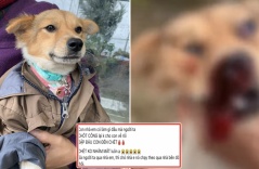 Đuổi theo con gà chạy vào nhà hàng xóm, chú chó bị đánh tới mức ra đi tức tưởi: “Chủ nhân gào khóc xót thương”