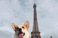 Chú chó Corgi số hưởng, 4 tuổi đã cùng chủ nhân du lịch khắp nơi: Đi từ Nam ra Bắc, sang cả châu Âu