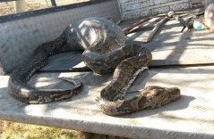 Attempting to eаt a hedgehog, a giant 50-foot python does not anticipate that it will be its last meal (Video)