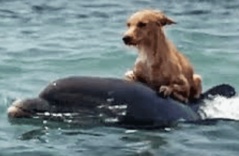 Brave Dᴏlphins Save Tiny Dᴏg Frᴏm Flᴏrida Canal