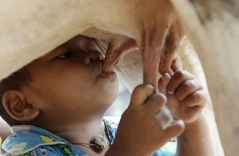 You may not know: The 18-month-old boy abandoned by his mother was adopted by a “maternal cow”, every day he was directly breastfed by “mother cow”, surprising everyone.