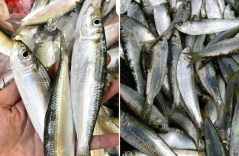 Chợ Việt có loại cá giàu canxi hơn sữa, omega-3 không thua cá hồi, giá lại rất rẻ