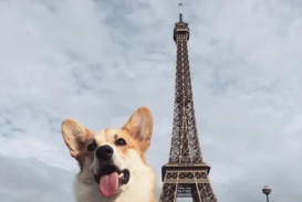 Chú chó Corgi số hưởng, 4 tuổi đã cùng chủ nhân du lịch khắp nơi: Đi từ Nam ra Bắc, sang cả châu Âu