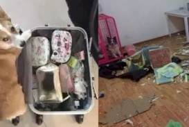 Giận Sen đi công tác không dắt theo, chú chó Corgi quyết tâm lập mưu trả thù