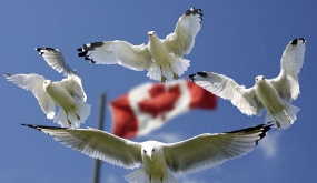 Sự khác biệt to lớn văn hoá giữa Việt Nam và Canada : Người Việt có biết ?